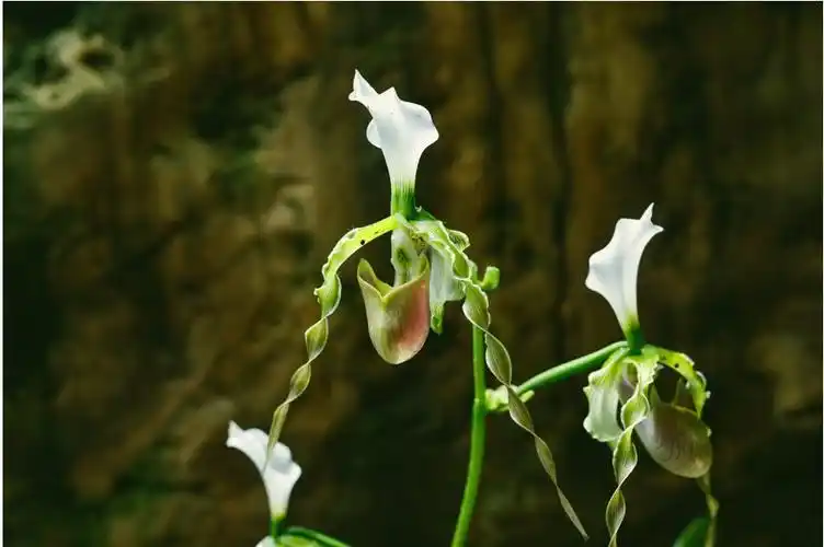 回顾观赏植物系列活动之智慧之花