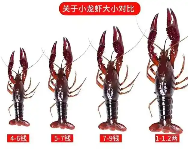 河虾|鱼虾|小青|小编|小龙虾_网易订阅