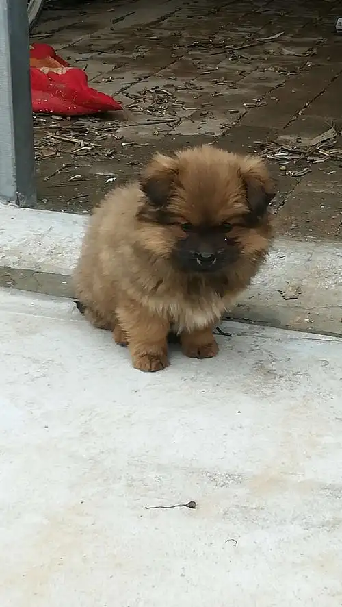 姥姥家新添的小狮子狗,好可爱!