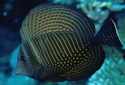 珍珠帆吊也叫印度大帆吊,或红海大帆吊.