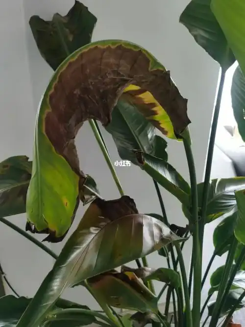 天堂鸟开裂,干叶怎么办?