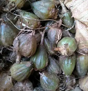 广东野生石仙桃石猪心