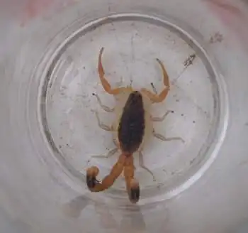 衡水武邑发现一只双尾蝎