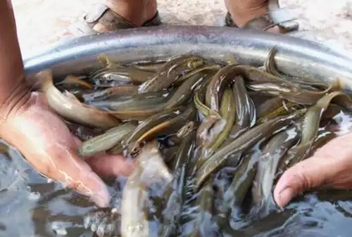 b>[科技苑]泥鳅,黄鳝,兔子繁殖有妙招! /b>