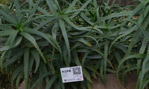 这样吃木立芦荟,会要命!