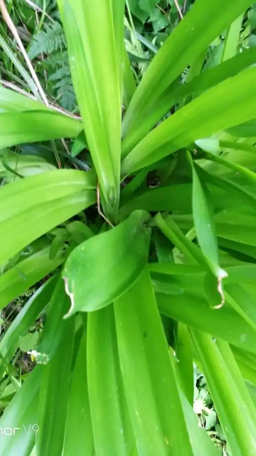 有人认识这味蛇药吗?