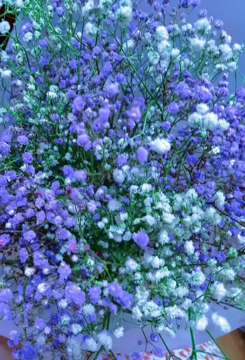 3蓝色满天星思念清纯 蓝色的满天星比较少见,一般蓝色都代表着梦境