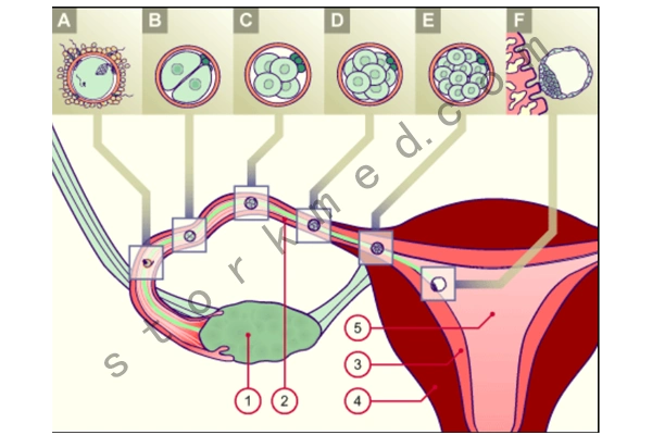 胚胎在子宫内游走的图片