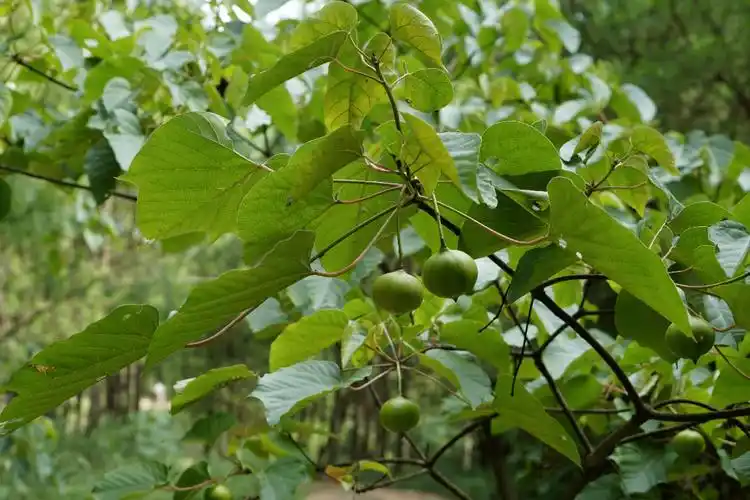 种子_贵州_野果