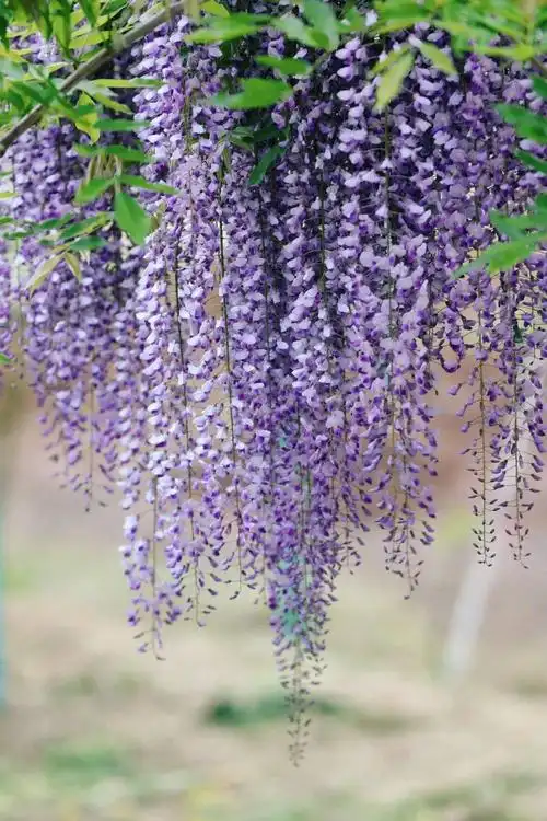 全无锡最梦幻的紫藤花都在这里不要再错过了