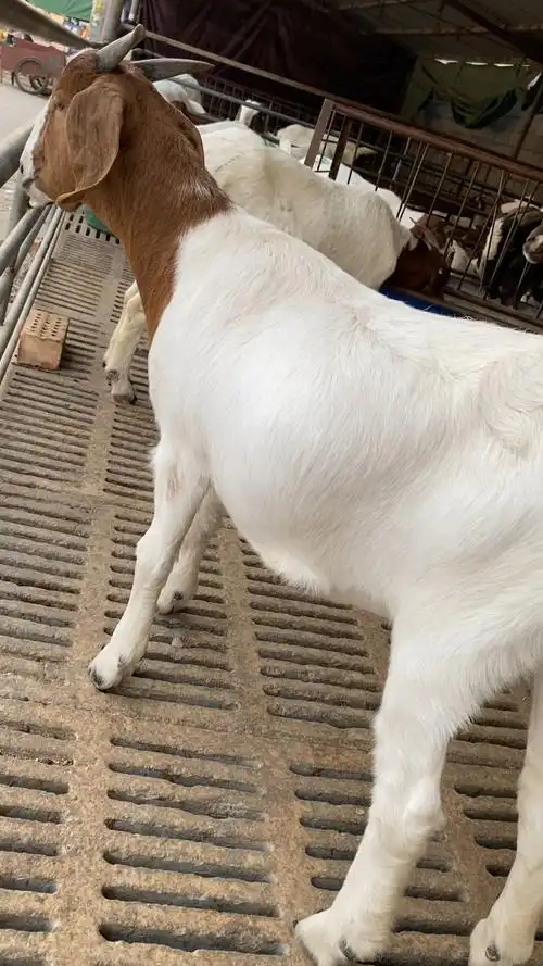 波尔山羊,波尔基础母羊,种羊