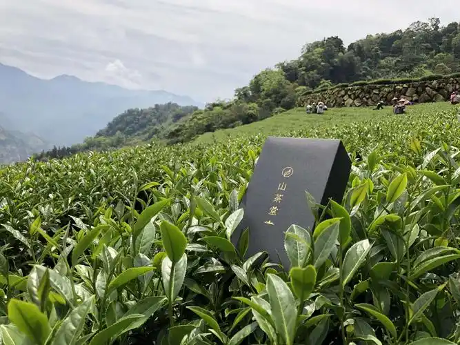 2018春茶已经自主送验完毕,阿里山高山茶上市罗