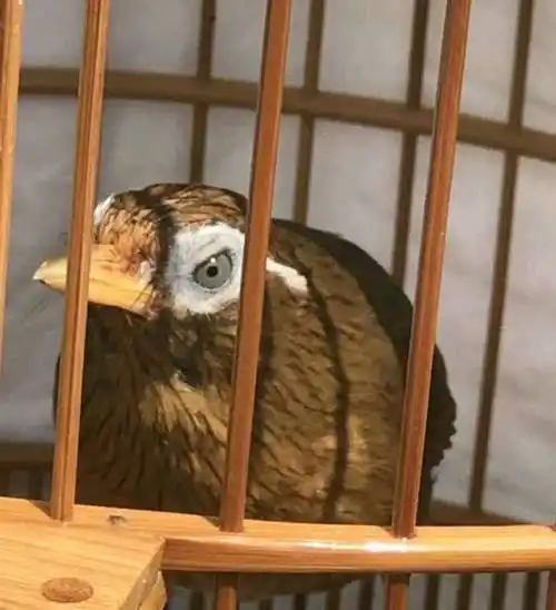 专治公鸟不开口的母鸟叫声是画眉画眉让公鸟开口的方法,找一间空房间