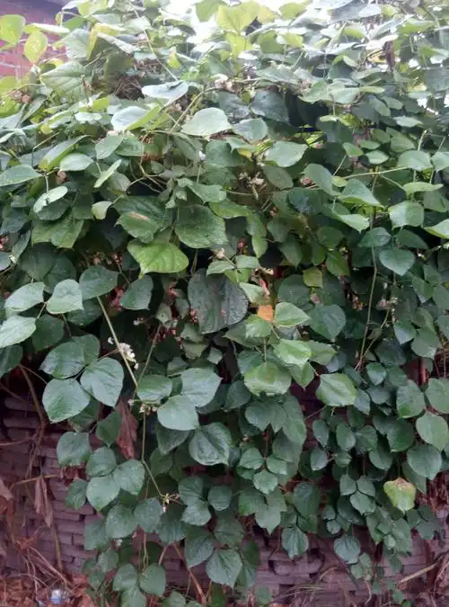 雨中寻找秋天------六(2)班朱子卓