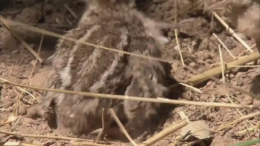 竹鸡是完美餐桌礼仪保持者,幼崽们一出生就被父母精心保护