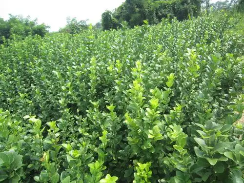 胶东卫矛季节修剪,季节施肥