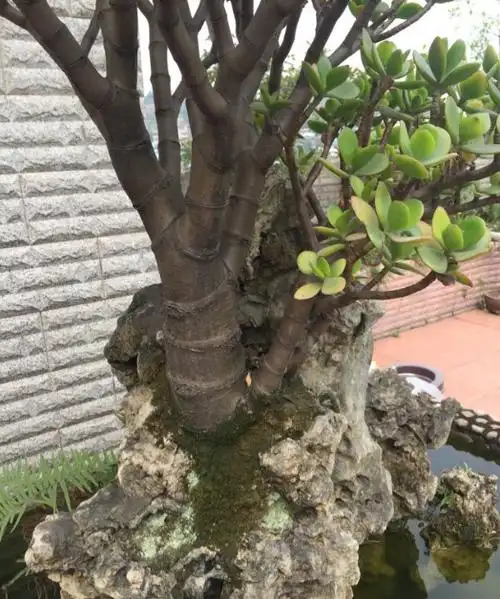 石头上的玉树从一片叶子长成极品老桩花了整整10年