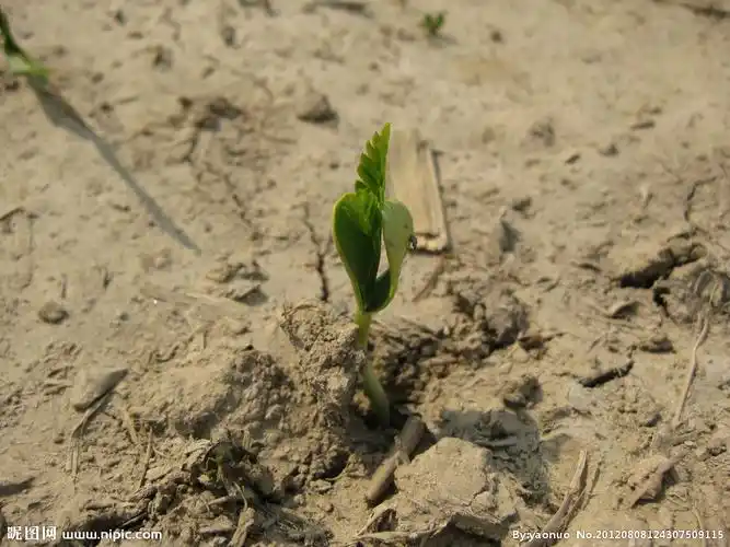刚出土的小苗图片