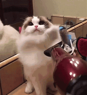 294_320gif 动态图 动图