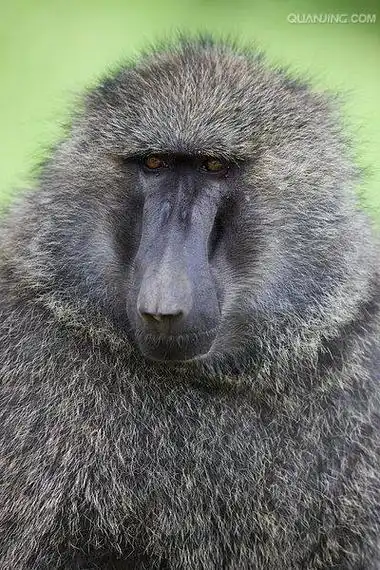 p>狒狒(学名: i>papio /i>):灵长目 a target="_blank" href="/item