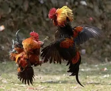 孕妇梦见鸡打架