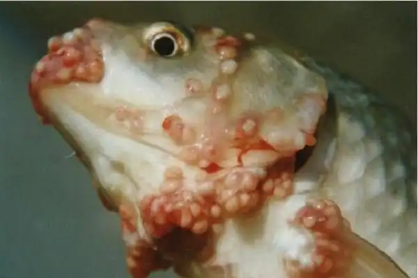 鱼虱子怎么彻底去除