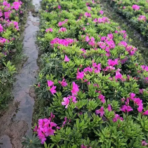 毛鹃花图片(毛鹃花图片,毛尖用什么药打)