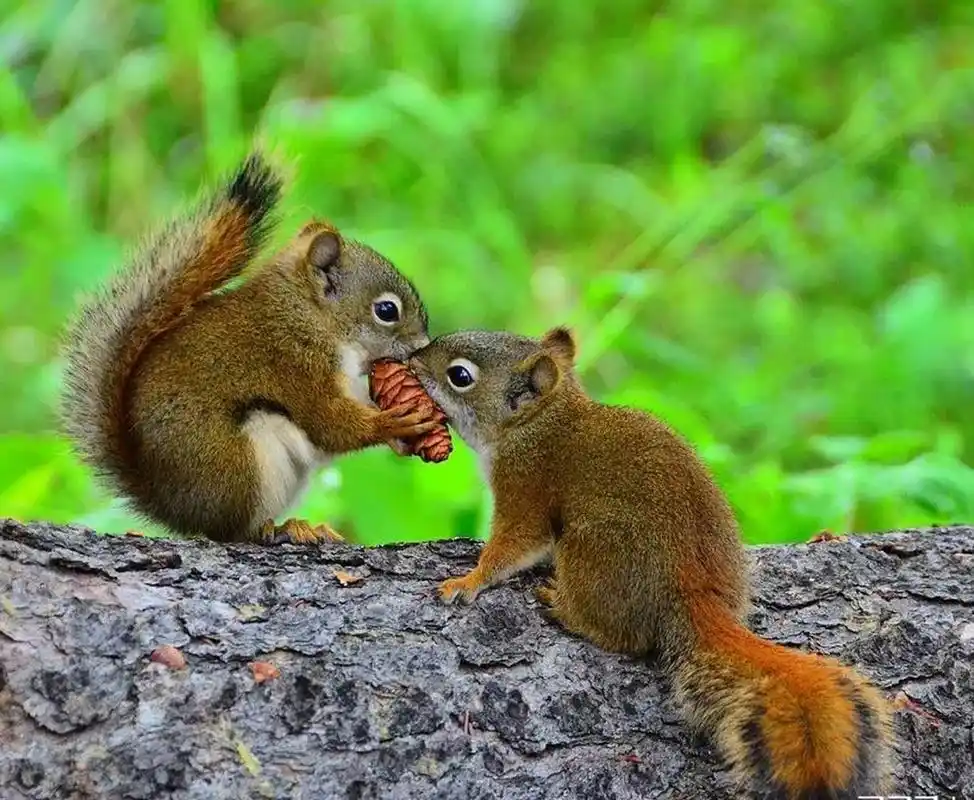 小松鼠叼着松果的样子,好可爱,萌化了,有木有?