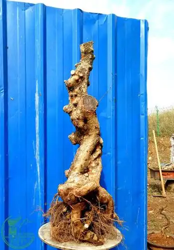 杀两棵朋友的榆