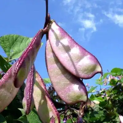 5斤装新鲜蔬菜扁豆角农家扁豆荚四季豆角豌豆甜豆角青豆豌豆荚