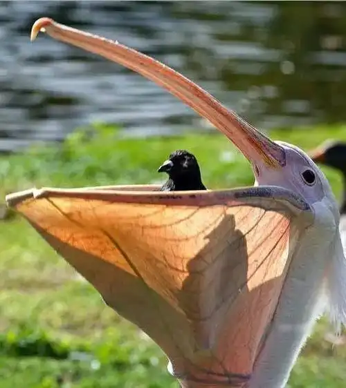 动物界狭路相逢残酷搏斗的罕见相片