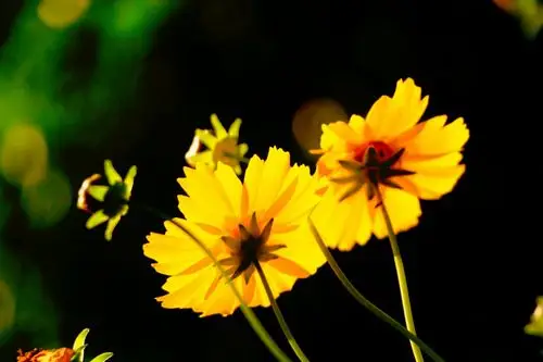 清晨__初夏的湖湘公园