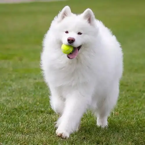 最强心形脸!这只萨摩耶就是要笑成爱你的形状