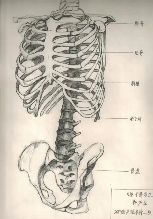 信息公开网 学校新闻  本次活动共收到460份参赛作品,特邀人体解剖
