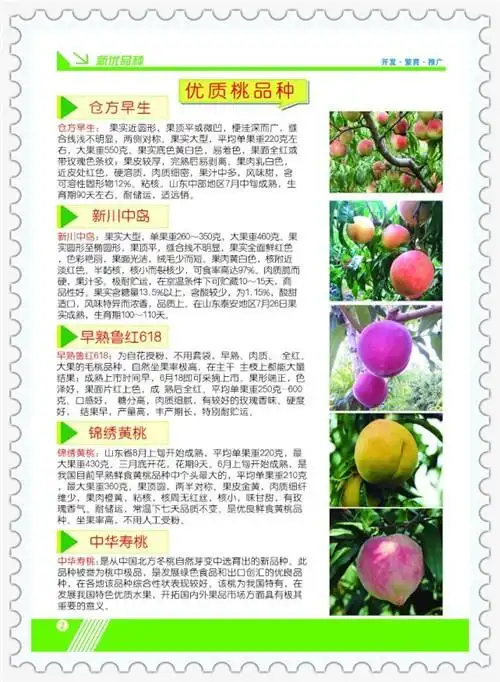 台州瑞蟠4号蟠桃树苗多少钱一棵