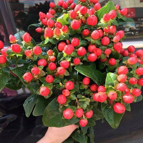 相思豆鲜花配草红豆配花插花家用水养基地直发火龙珠包邮