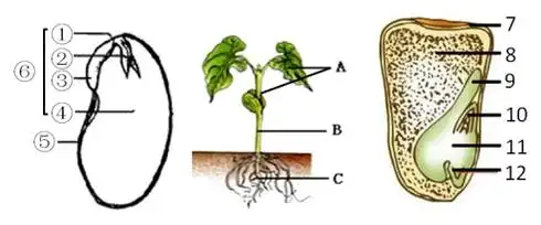 如图为菜豆种子,菜豆幼苗和玉米种子的部分结构示意图,请据图回答问题