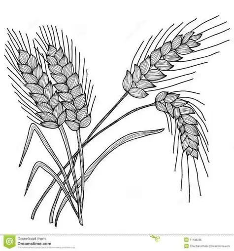 麦子捆简笔画