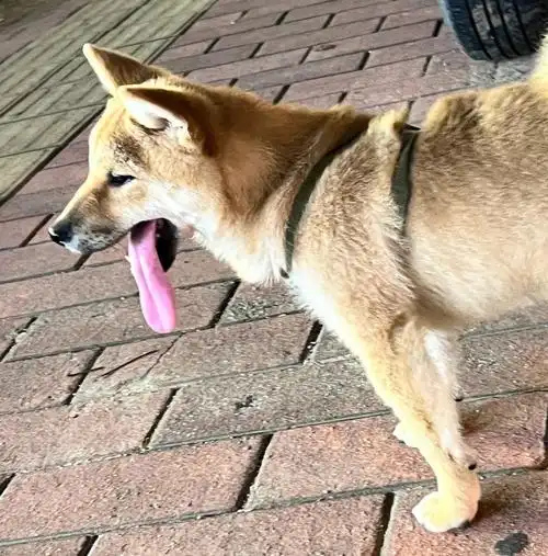 柴犬的舌头都这么长吗真怕打结了