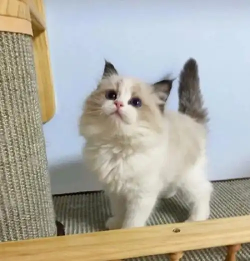 海双布偶幼猫宠物猫咪小猫蓝双英短美短仙女