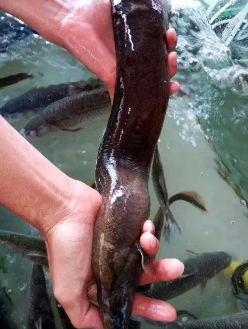 鳅王?半米长的泥鳅背上长满倒刺,太大了能吃吗?