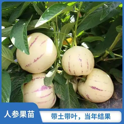 正宗人参树果苗茄瓜人参果树苗仙桃盆栽长寿果苗室内庭院四季结果