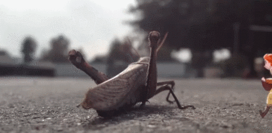 蚂蚱跳跃指挥起飞gif动图_动态图_表情包下载_soogif