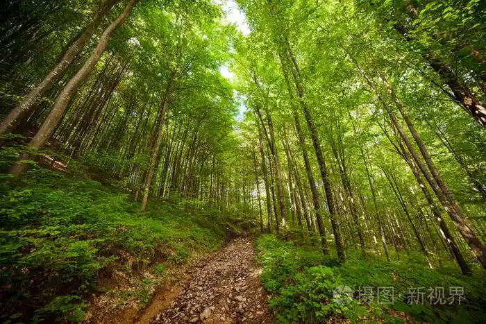 森林景观树林背景