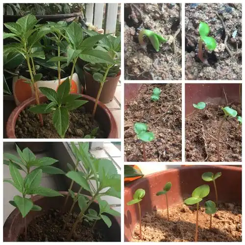 凤仙花果实的特点(凤仙花的生长过程记录介绍)