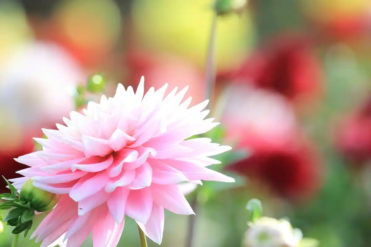 新的一天,愿你一切安好,顺利如意. #早安心语