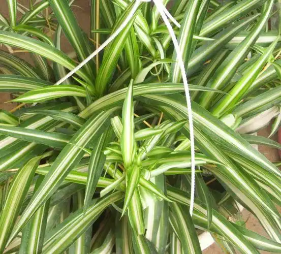 室外常绿盆栽植物有哪些(适宜室外花盆种植的常绿树)