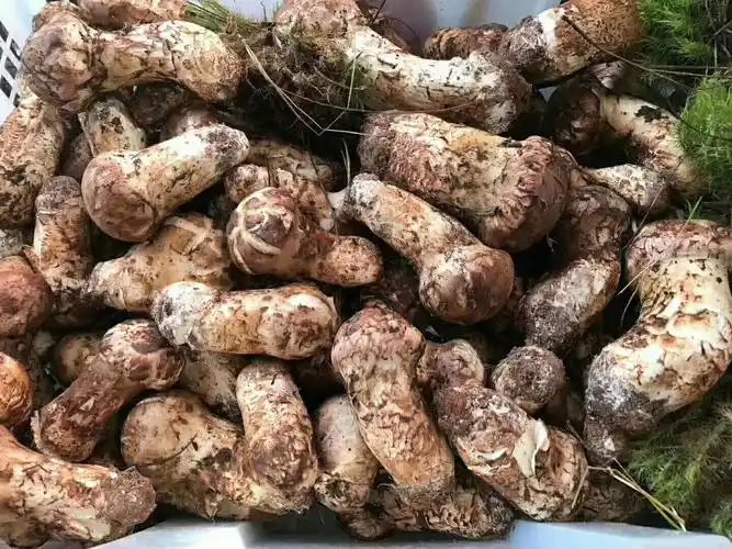 松茸菌是松茸吗?