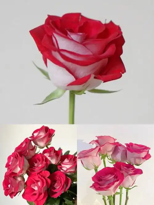 终于知道它为什么叫桃花雪了