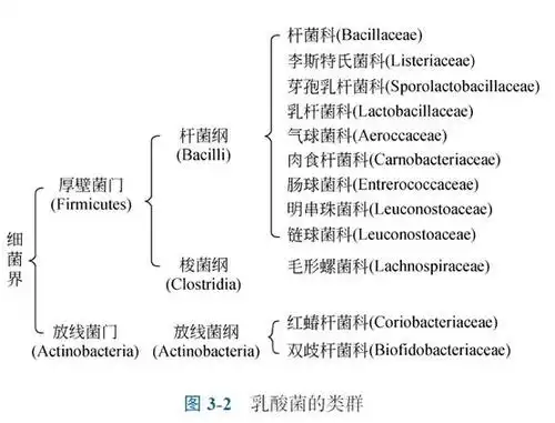 乳酸菌的生物学特性
